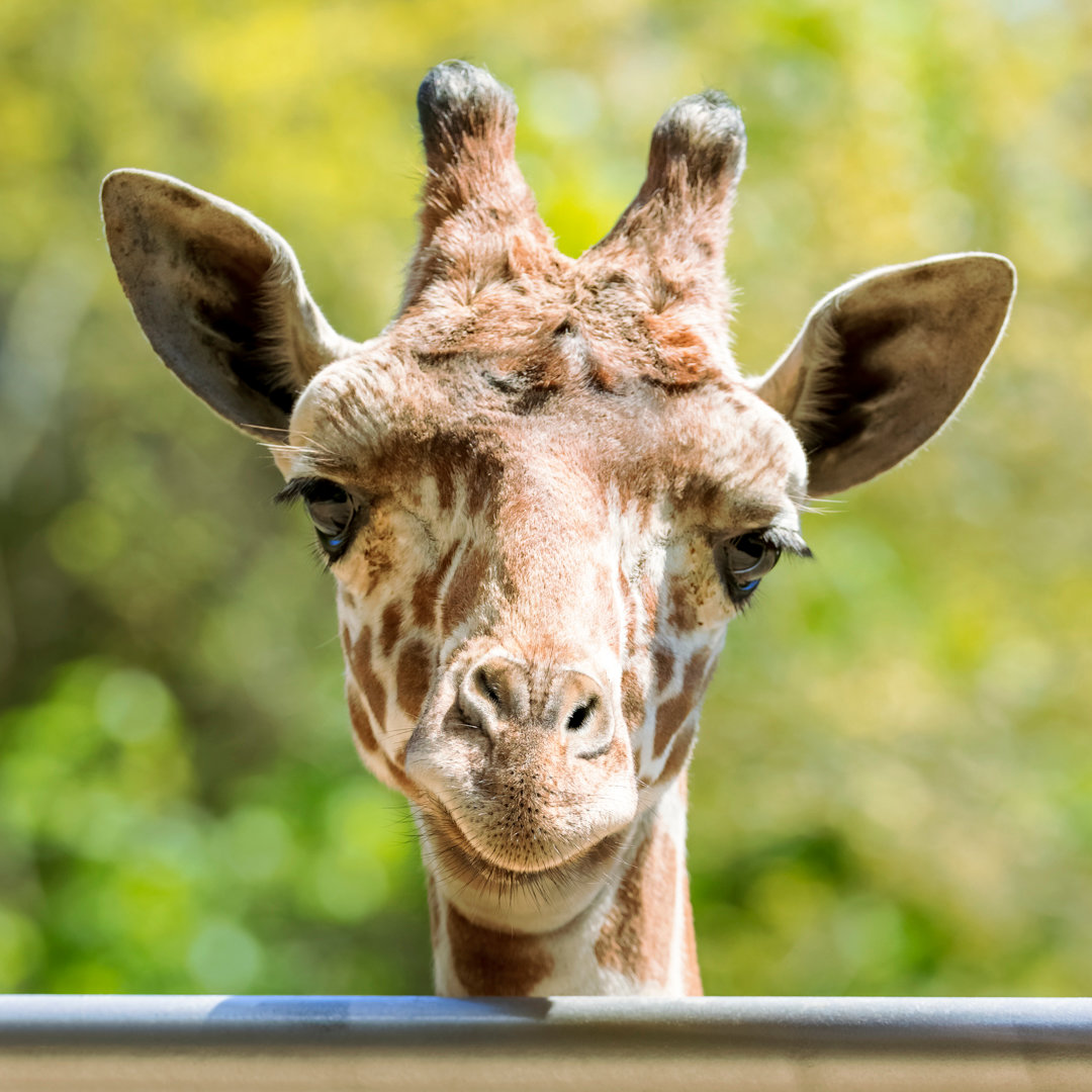 Baby Giraffe Turns One-Year-Old on July 3rd!